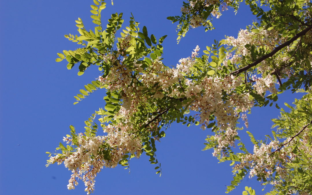 Fiori di acacia